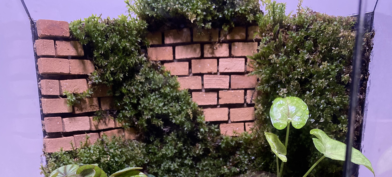 تمام نکات مربوط به آبیاری تراریوم