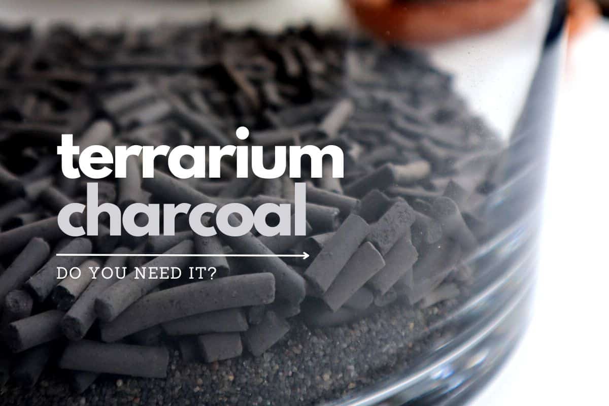 اهمیت زغال اکتیو برای تراریوم